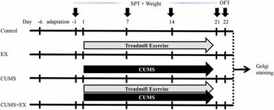 Treadmill Exercise Reverses Depression Model-Induced Alteration of Dendritic Spines in the Brain Areas of Mood Circuit